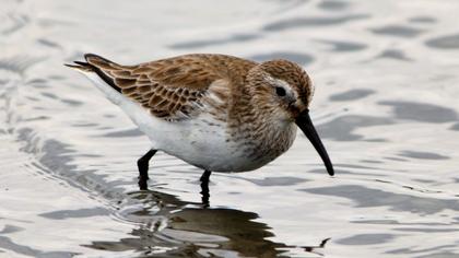 Karakarınlı kumkuşu