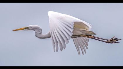 Büyük ak balıkçıl