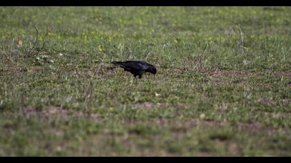 Kırmızıgagalı dağ kargası