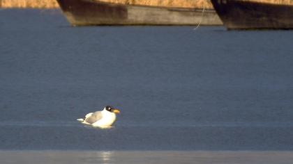 Büyük karabaş martı