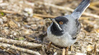 Karaboğazlı ötleğen