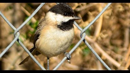 Akyanaklı baştankara