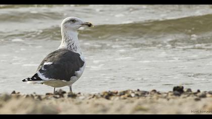 Büyük karasırtlı martı