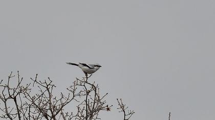 Büyük örümcekkuşu