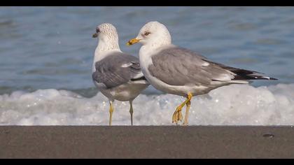 Küçük gümüş martı