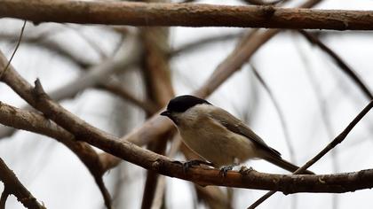 Kayın baştankarası