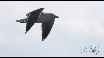 Büyük karasırtlı martı