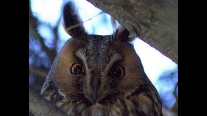 Kulaklı orman baykuşu