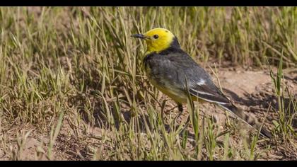Sarıbaşlı kuyruksallayan