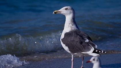 Büyük karasırtlı martı