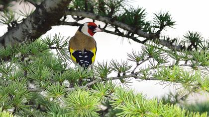 European Goldfinch