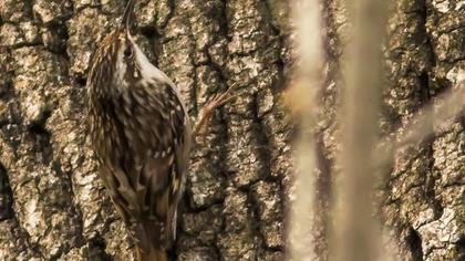 Eurasian Treecreeper