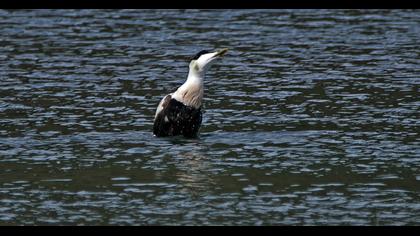 Common Eider