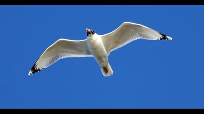 Büyük karabaş martı