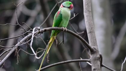 İskender papağanı