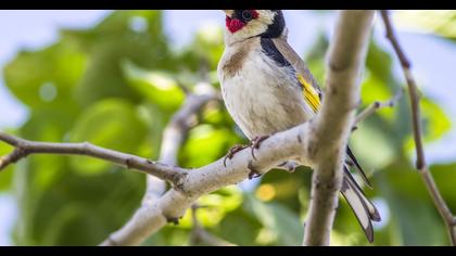 European Goldfinch