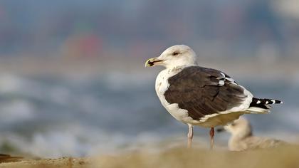 Büyük karasırtlı martı