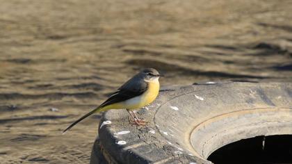 Dağ kuyruksallayanı