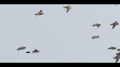 Küçük altın yağmurcun