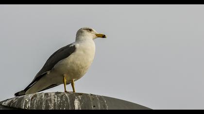 Van gölü martısı