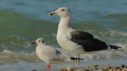 Büyük karasırtlı martı