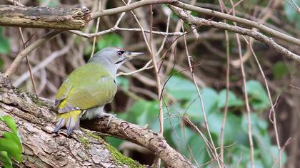 Küçük yeşil ağaçkakan