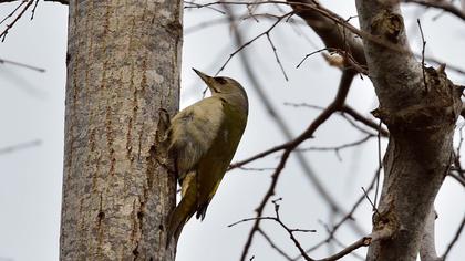Küçük yeşil ağaçkakan