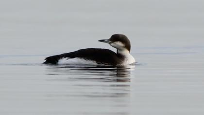 Karagerdanlı dalgıç