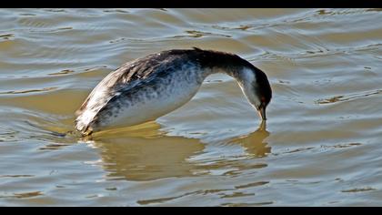 Karaboyunlu batağan