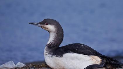 Karagerdanlı dalgıç