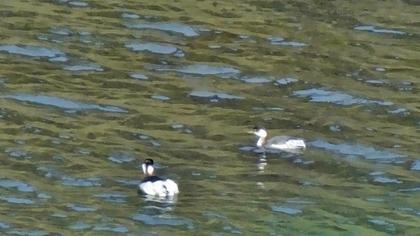 Karaboyunlu batağan