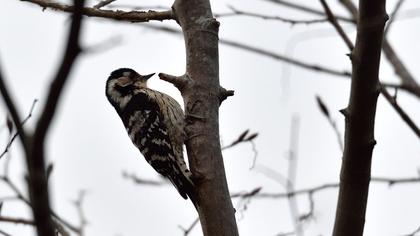 Küçük ağaçkakan