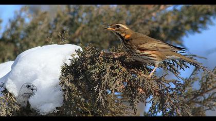 Redwing
