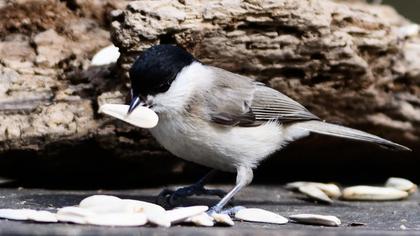Kayın baştankarası