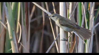 Doğu kamışçını