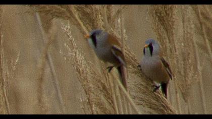 Bıyıklı baştankara