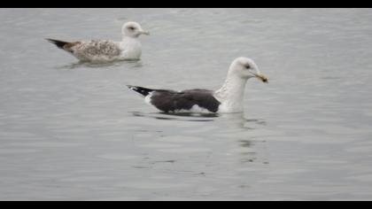 Büyük karasırtlı martı