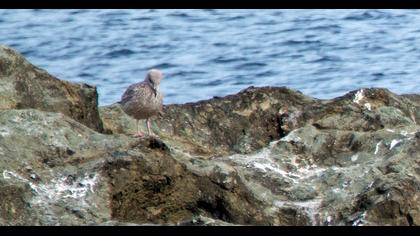 Kuzey gümüş martı