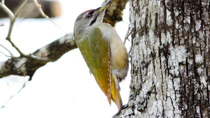 Küçük yeşil ağaçkakan