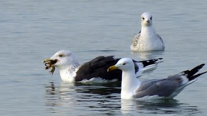 Büyük karasırtlı martı