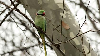 İskender papağanı
