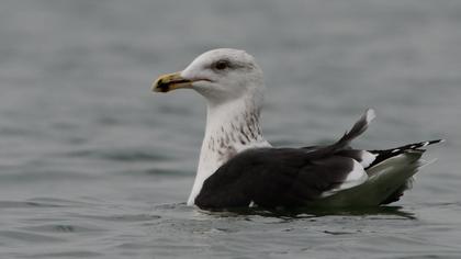 Büyük karasırtlı martı