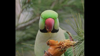 İskender papağanı