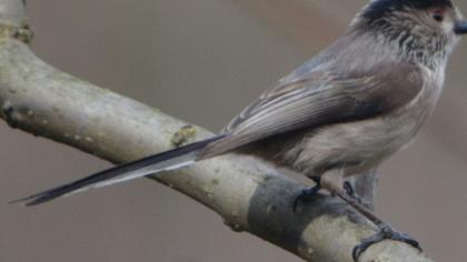 Uzunkuyruklu baştankara