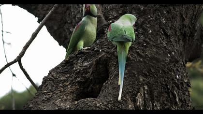 İskender papağanı