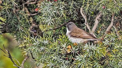 Küçük akgerdanlı ötleğen