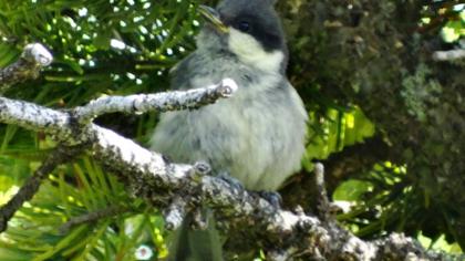Akyanaklı baştankara