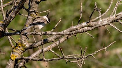 Akyanaklı baştankara