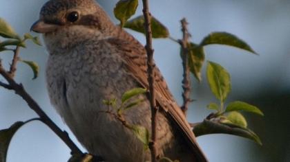 Kızılsırtlı örümcekkuşu