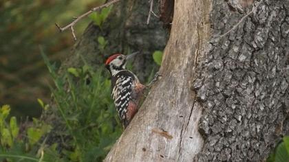 Aksırtlı ağaçkakan